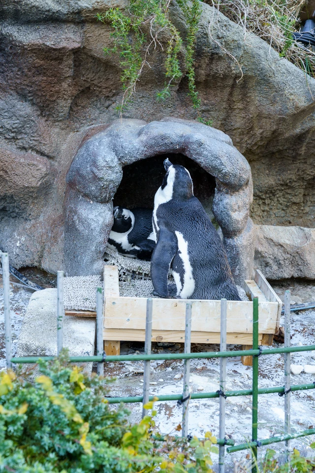 ペンギン(サンシャインシティ水族館) [4/4]