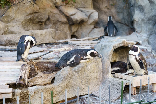 ペンギン(サンシャインシティ水族館)