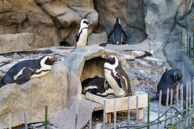 ペンギン(サンシャインシティ水族館) [2/4]