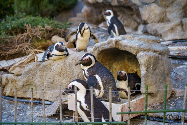 ペンギン(サンシャインシティ水族館) [3/4]